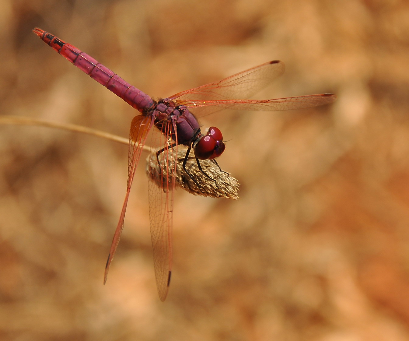 Id. libellula viola - Trithemis annulata (Maschio)